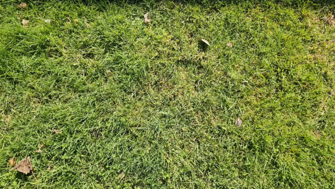 Kikuyu or Ryegrass? What's Actually Growing in Your Hamilton Lawn