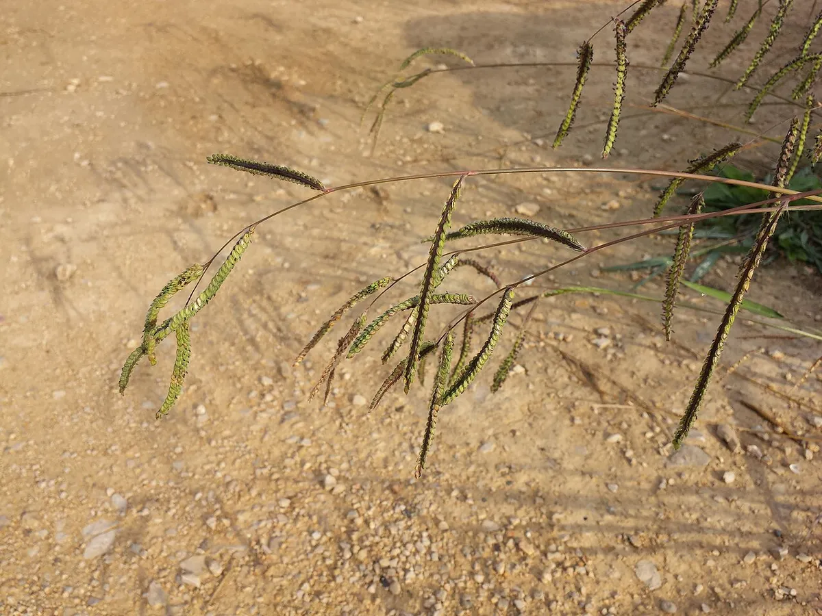 Paspalum seed stalks, each with several flat spikes of seed arranged in rows along one side